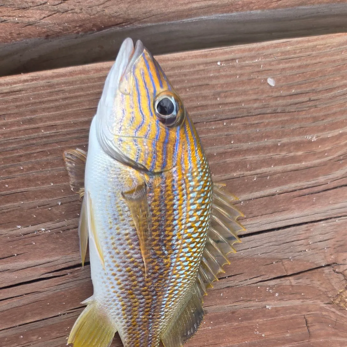 White grunt caught on Fishbrain