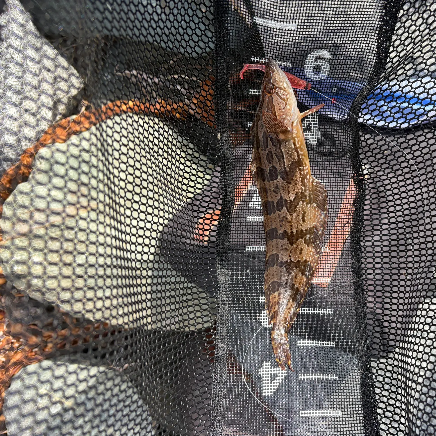 The most recent Giant kelpfish catches on Fishbrain