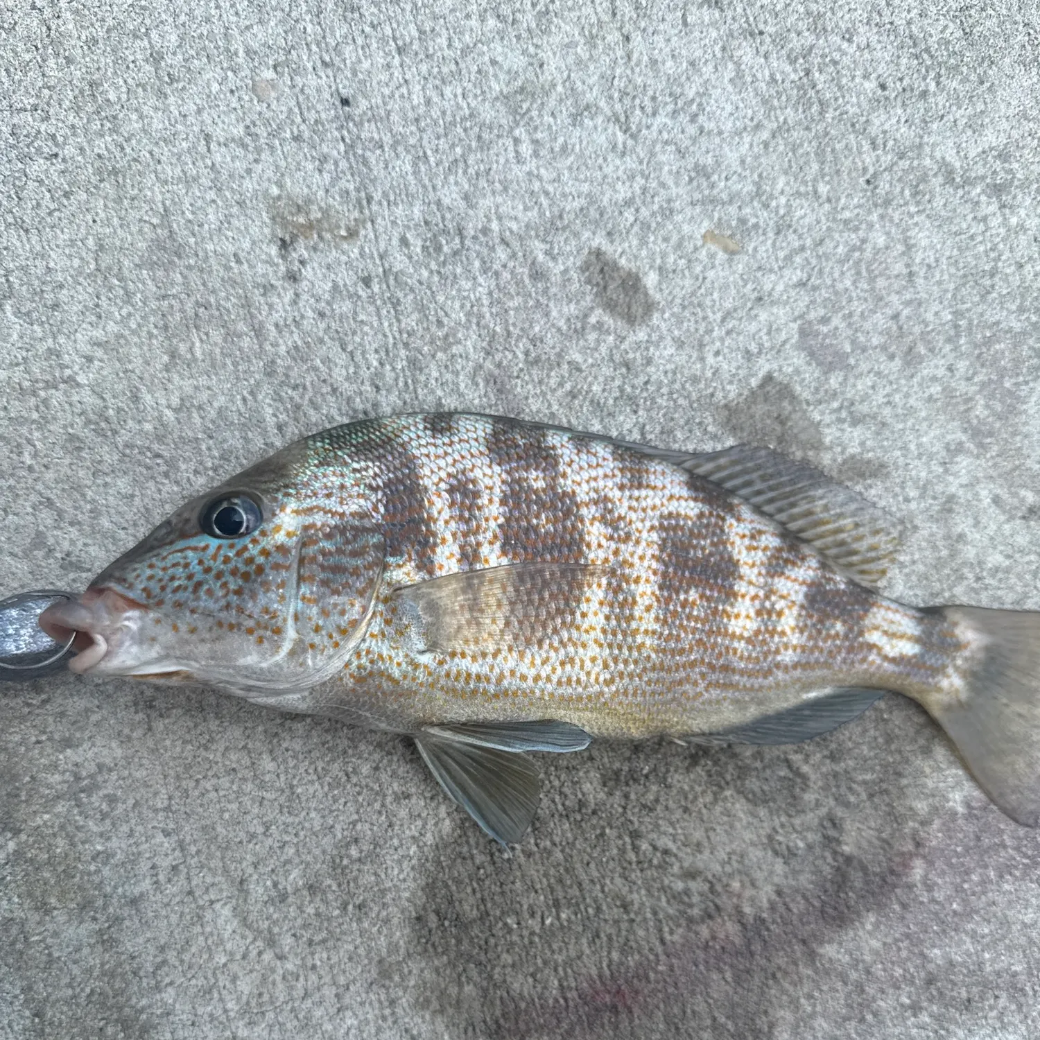 The most recent Sailor's choice grunt catches on Fishbrain