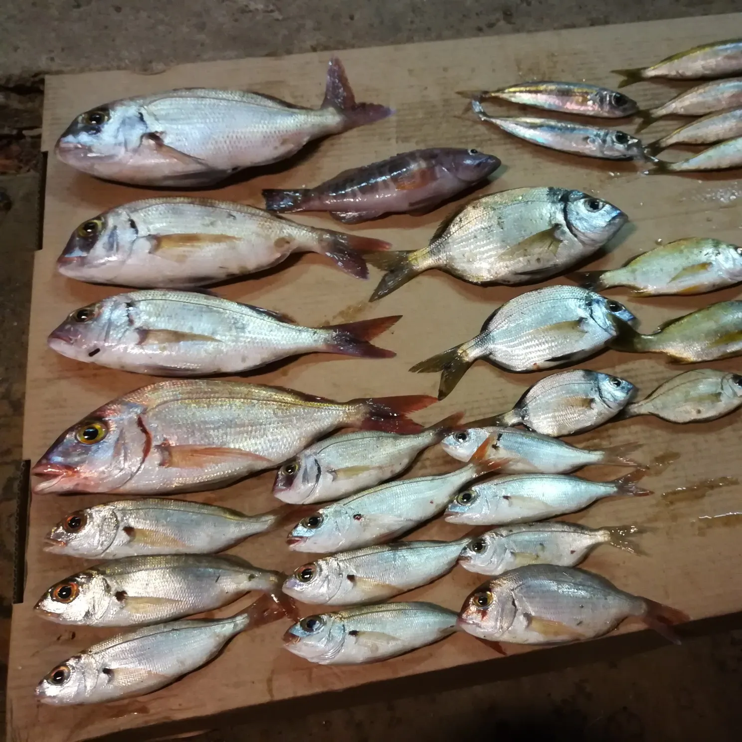 recently logged catches