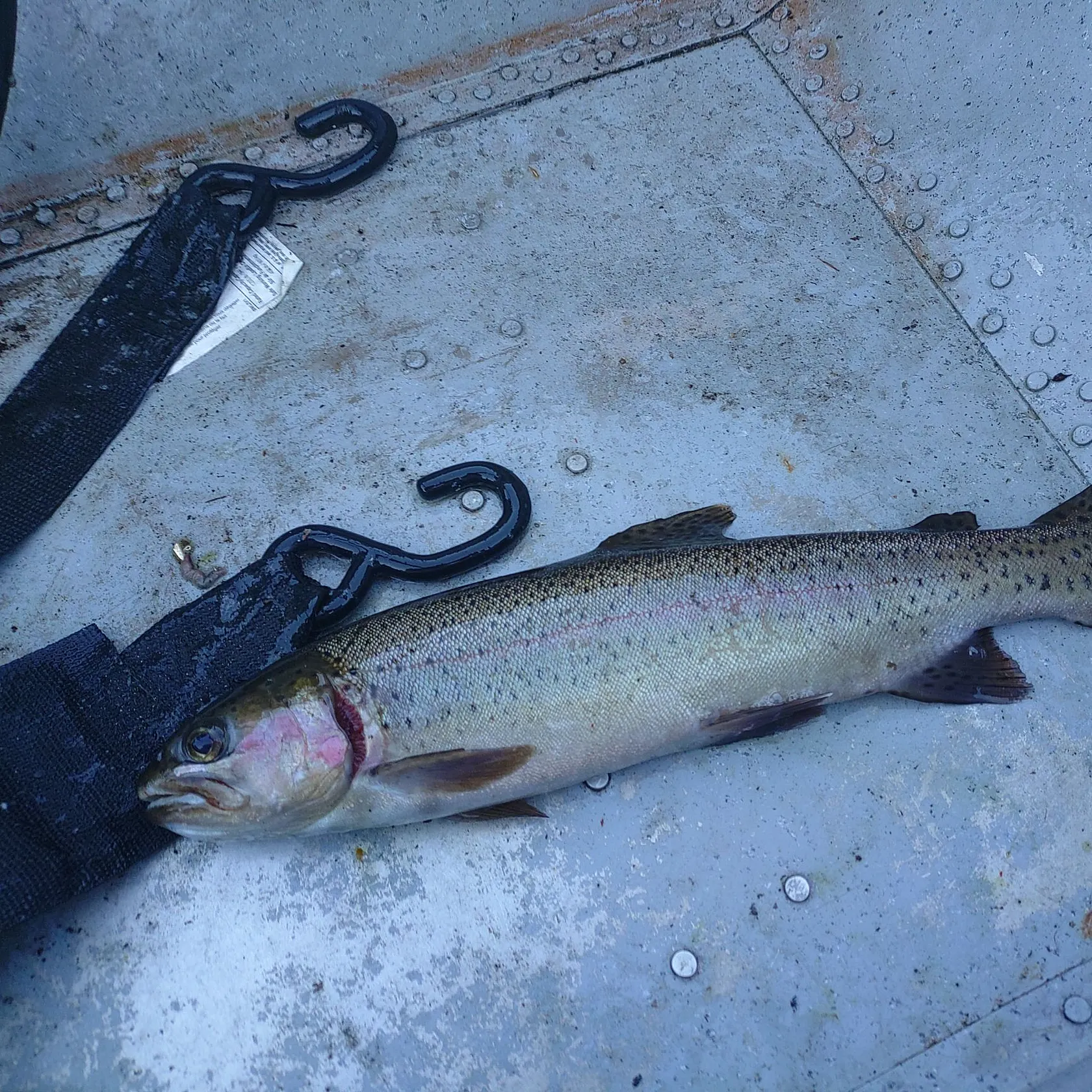 Rainbow trout caught on Fishbrain