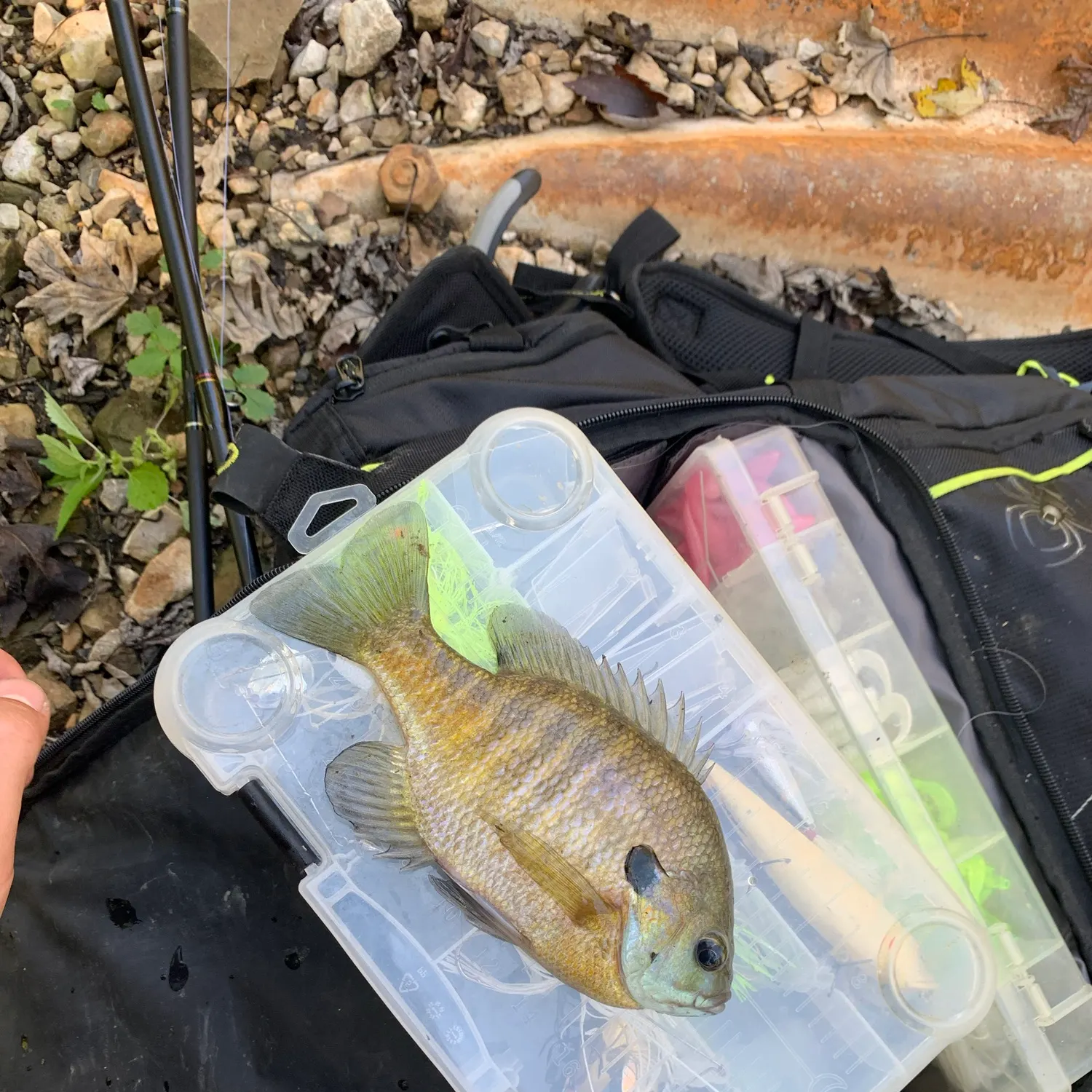 Channel catfish caught on Fishbrain