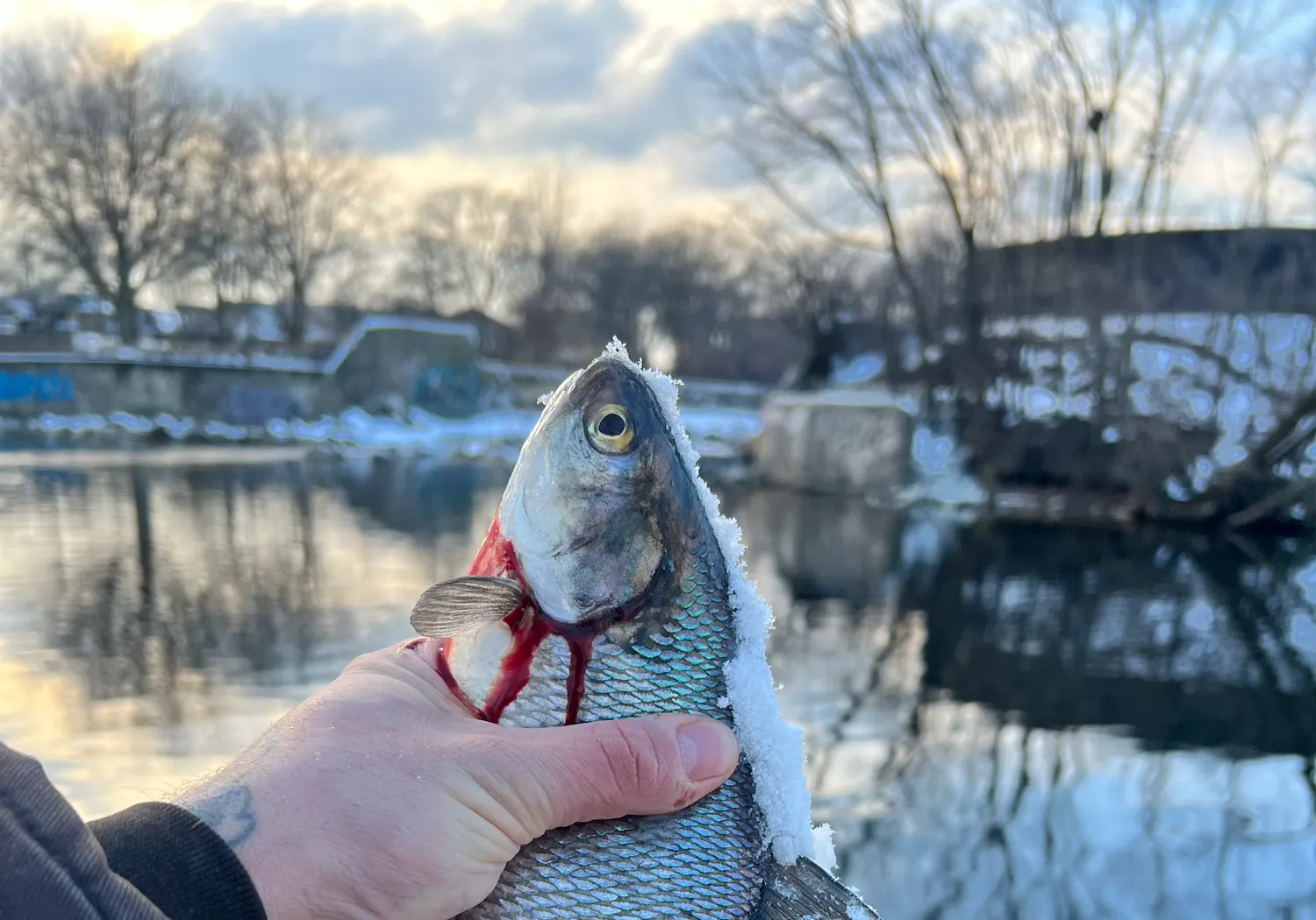 American gizzard shad