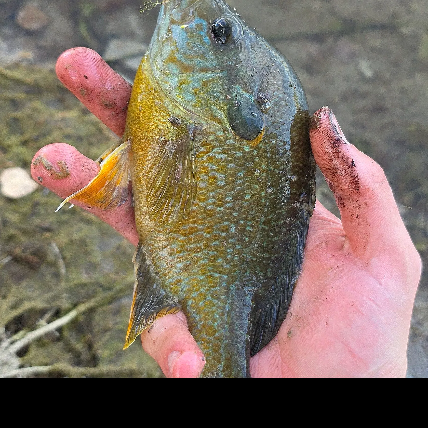 Greengill hybrid caught on Fishbrain