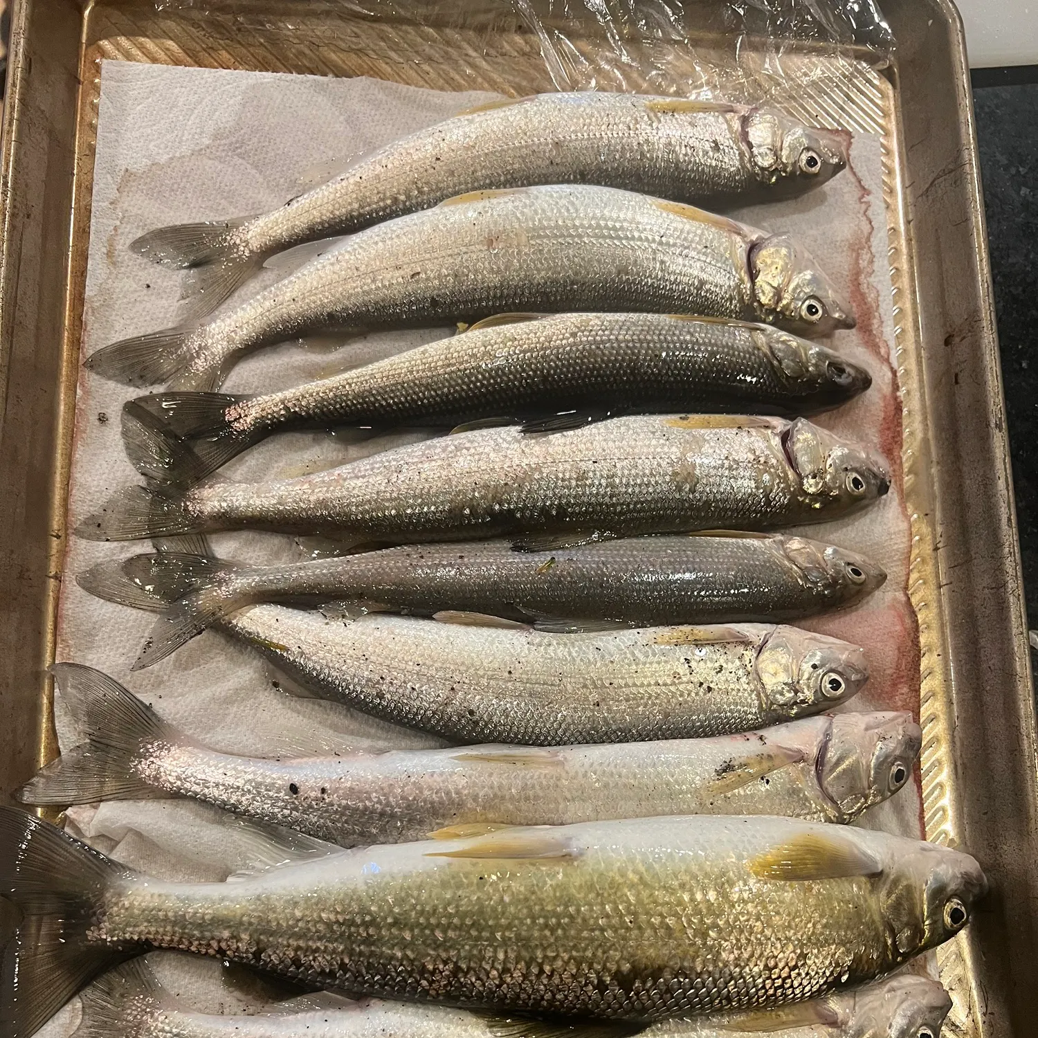 recently logged catches