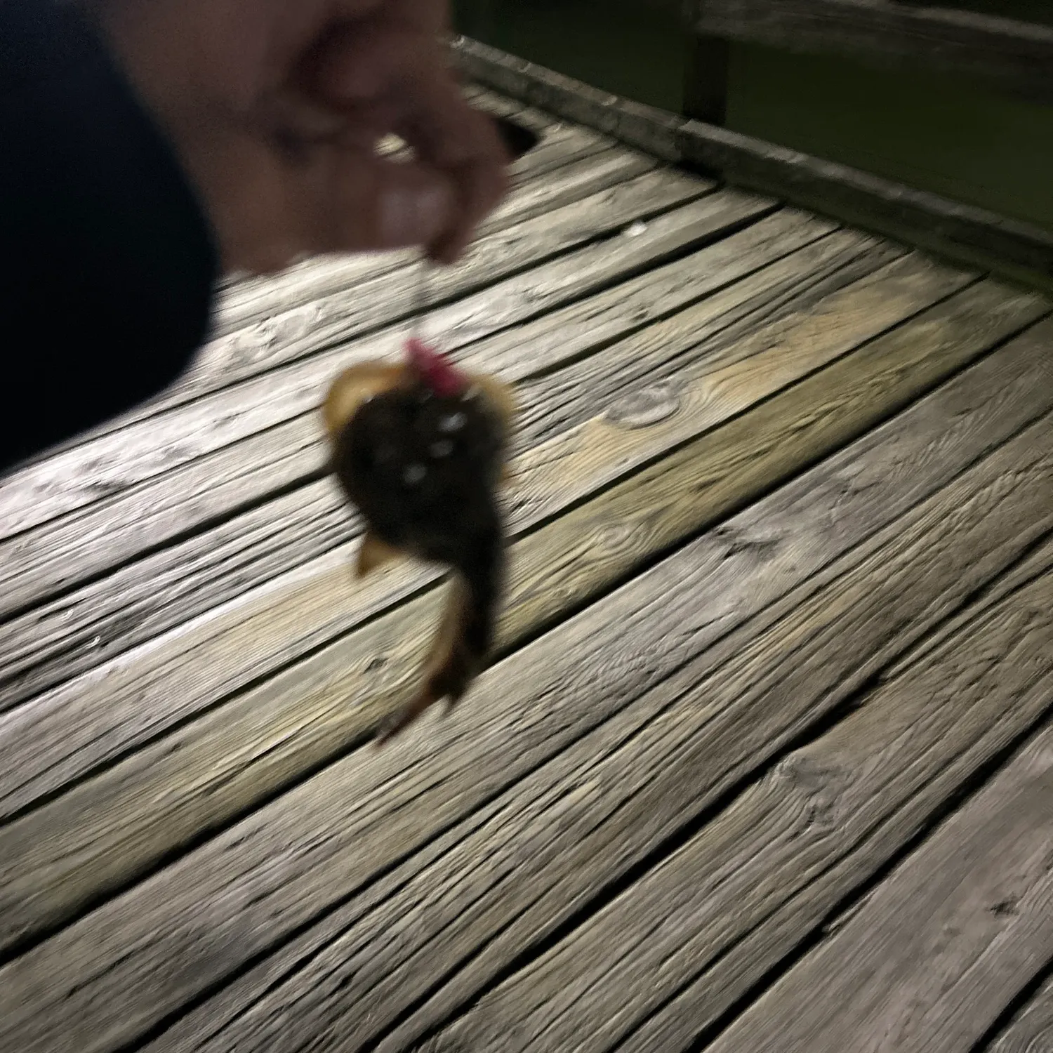The most recent Gulf toadfish catches on Fishbrain