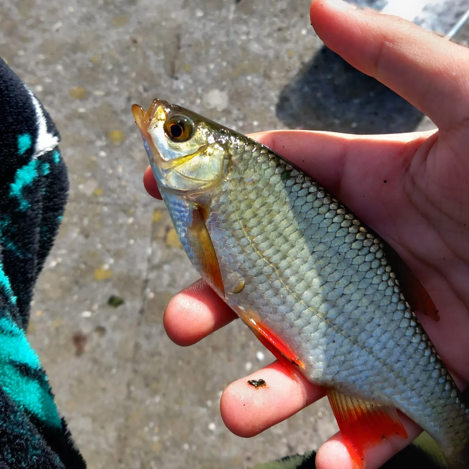 Common rudd caught on Fishbrain