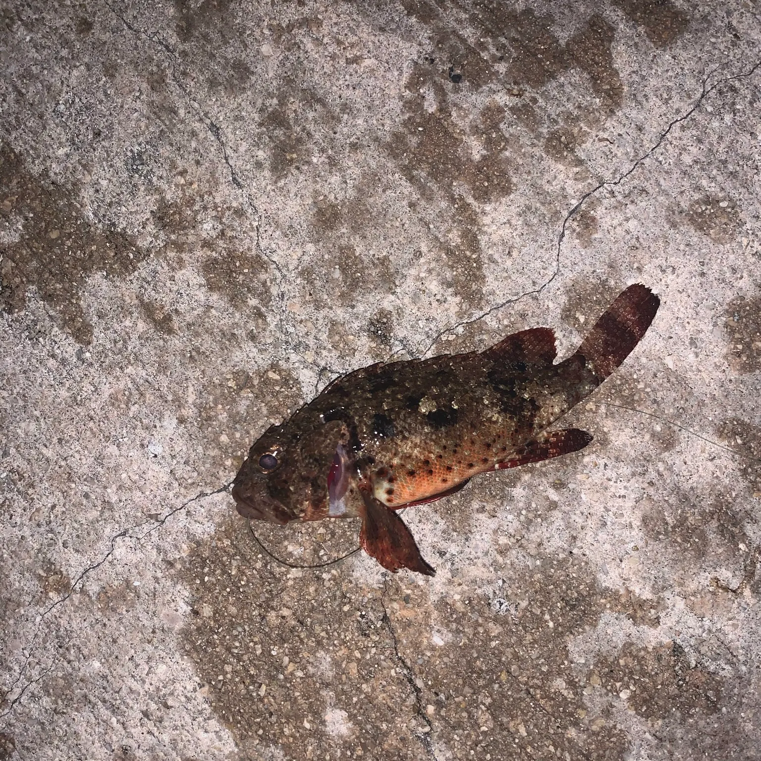 recently logged catches