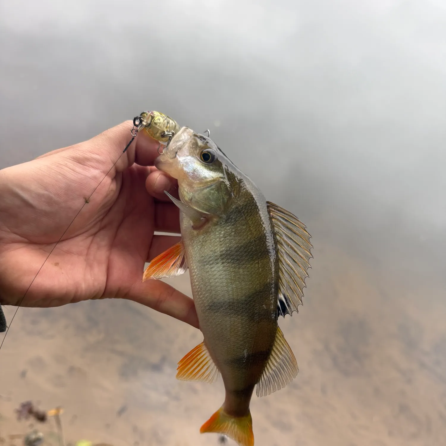 European perch caught on Fishbrain