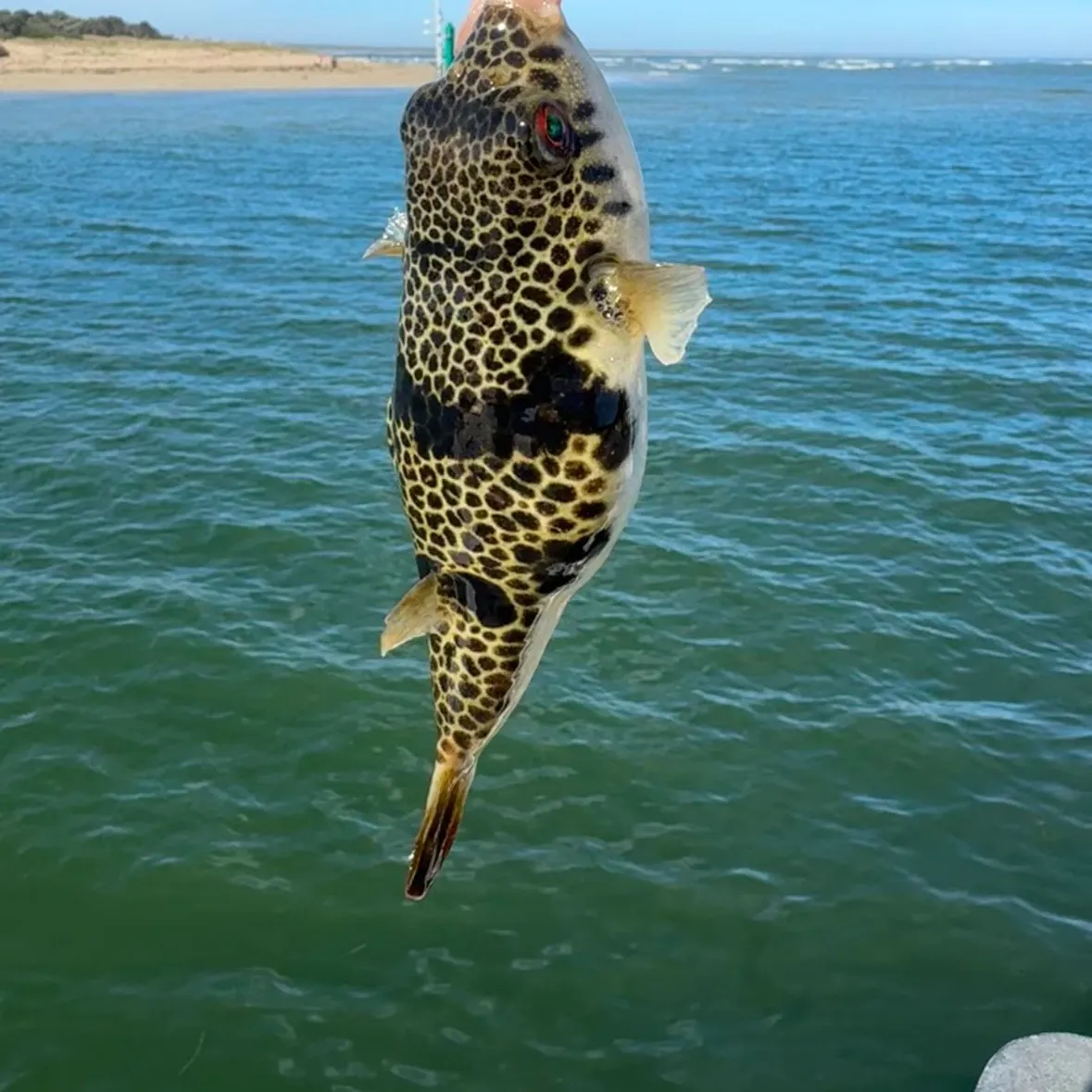 The most recent White-spotted puffer catches on Fishbrain