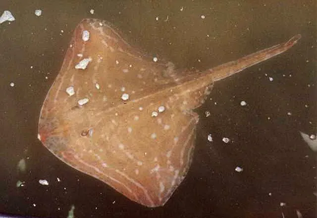 Small-eyed ray