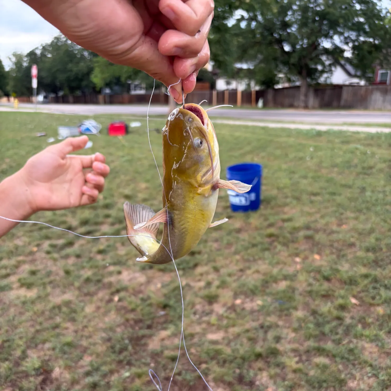Yellow bullhead caught on Fishbrain