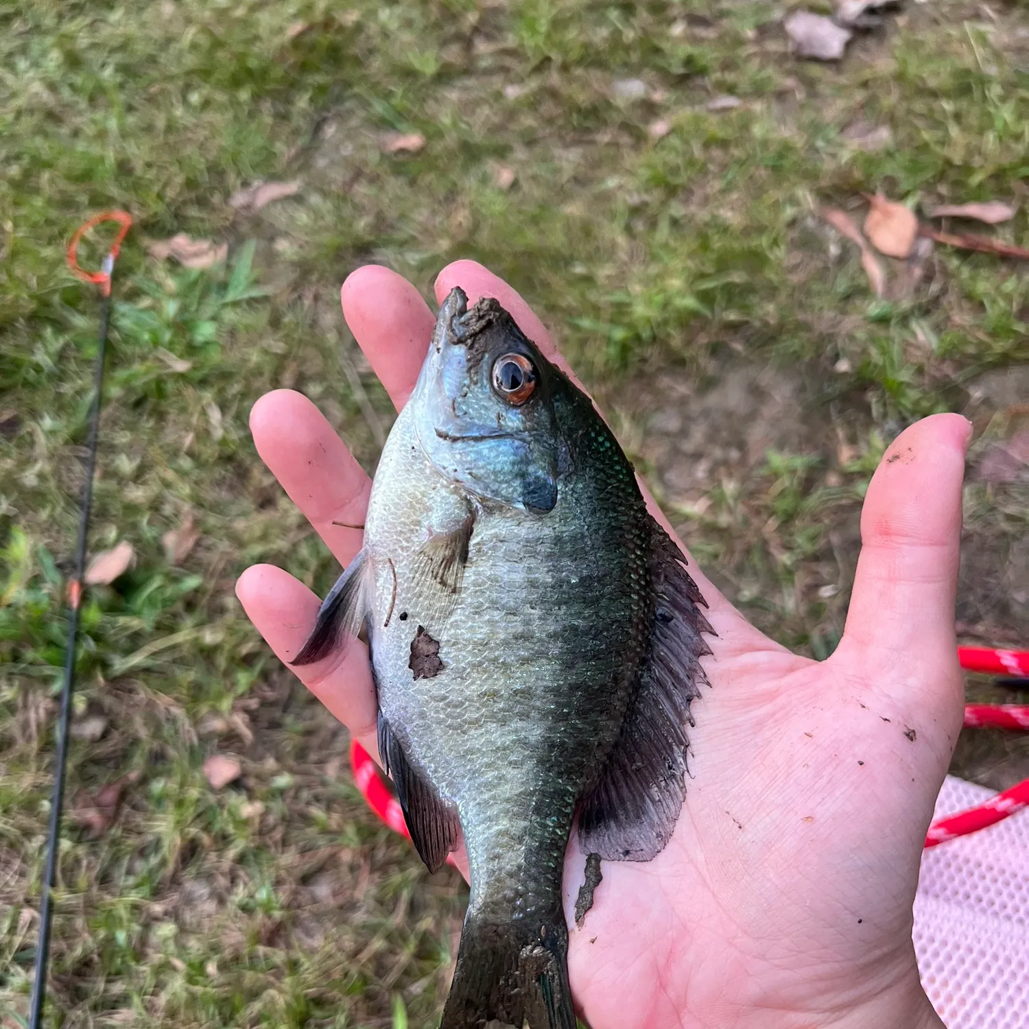 Bluegill caught on Fishbrain