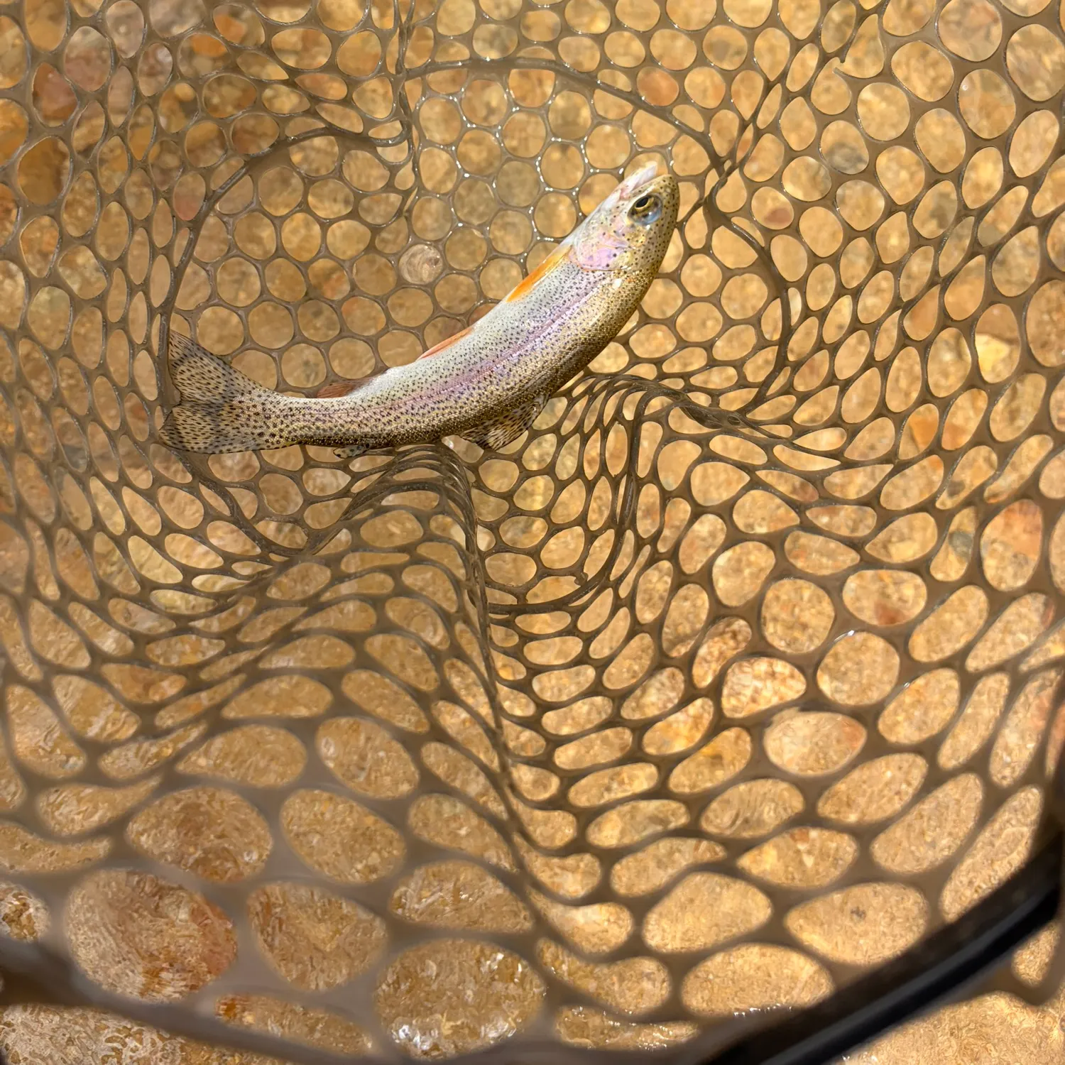 Rainbow trout caught on Fishbrain