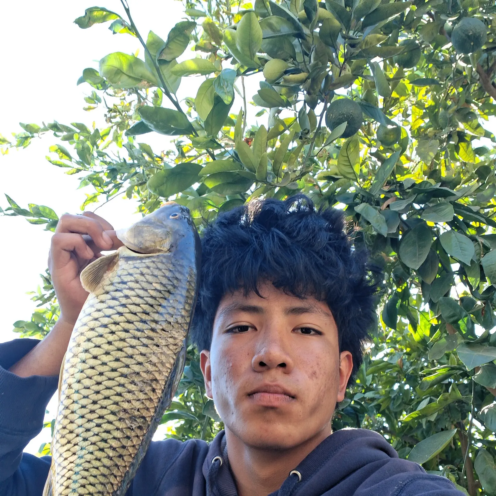 Common carp caught on Fishbrain