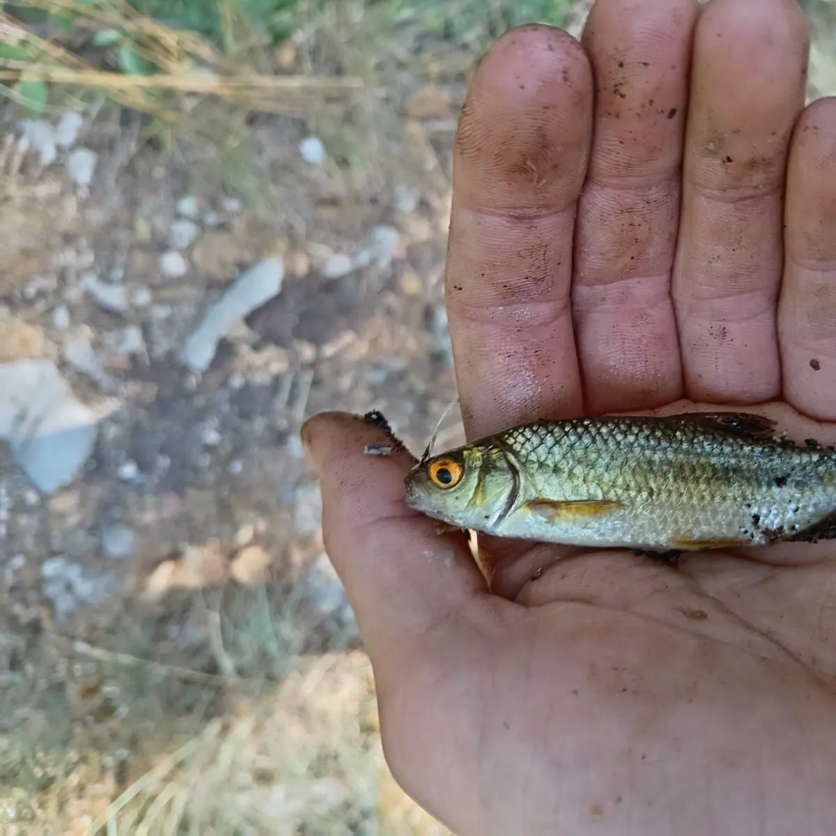 The most recent Rutilus aula catches on Fishbrain
