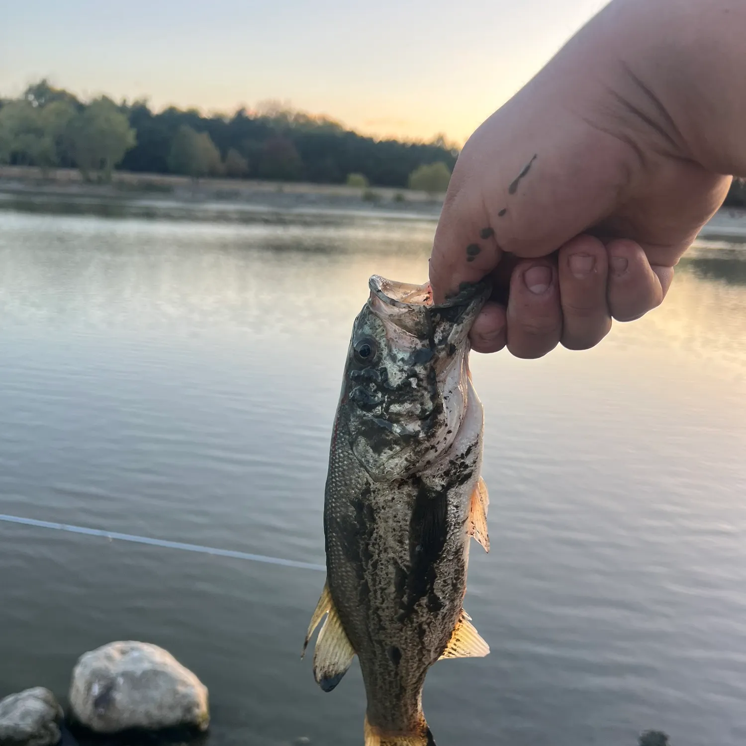Largemouth bass caught on Fishbrain