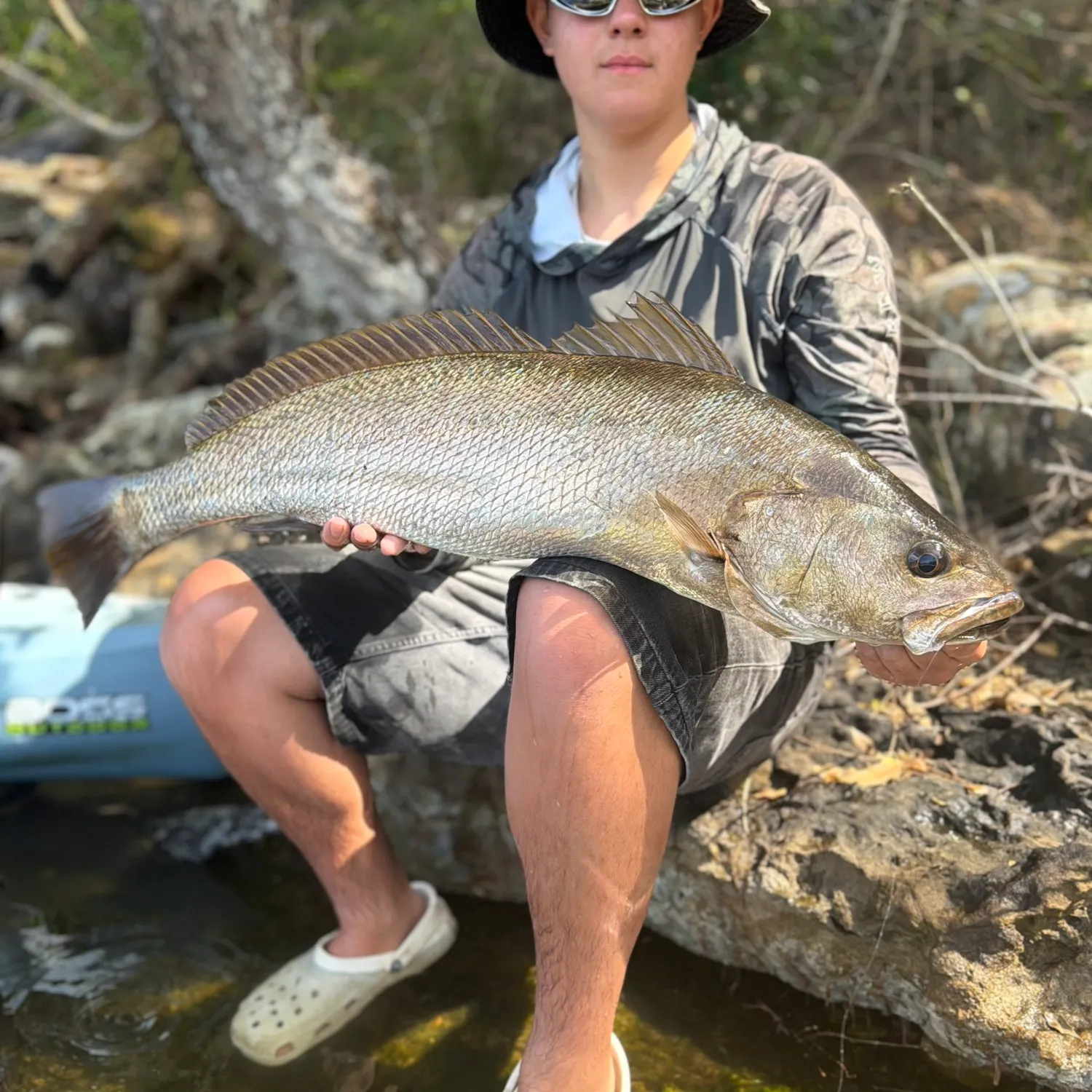 Japanese meagre caught on Fishbrain
