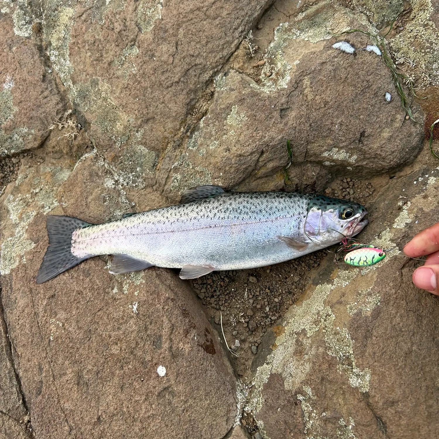 Rainbow trout caught on Fishbrain