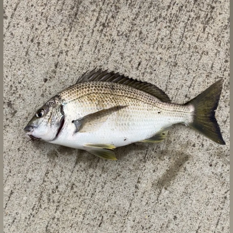 The most recent Southern black bream catches on Fishbrain