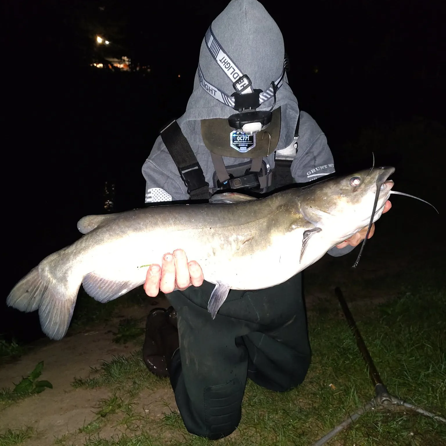 Channel catfish caught on Fishbrain