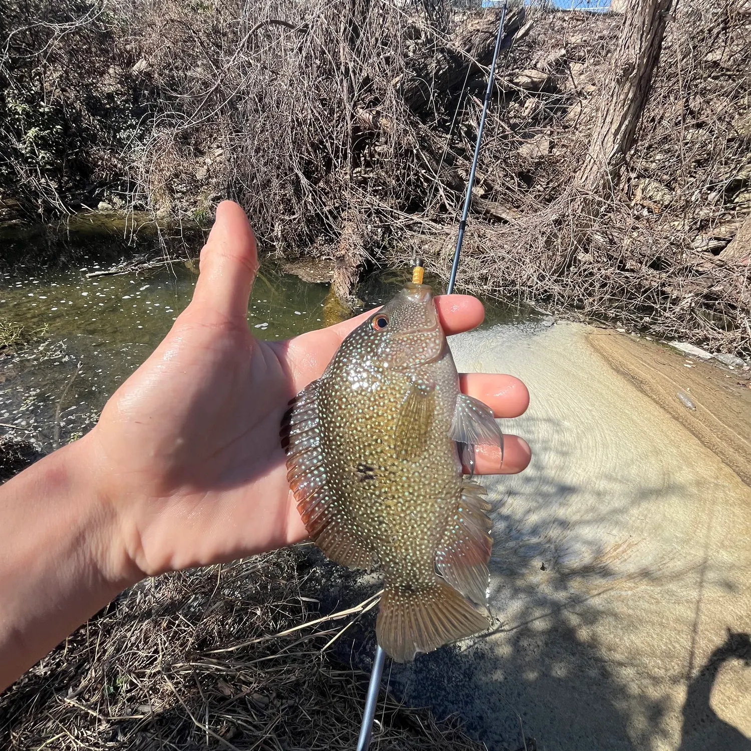 The most recent Rio Grande cichlid catches on Fishbrain