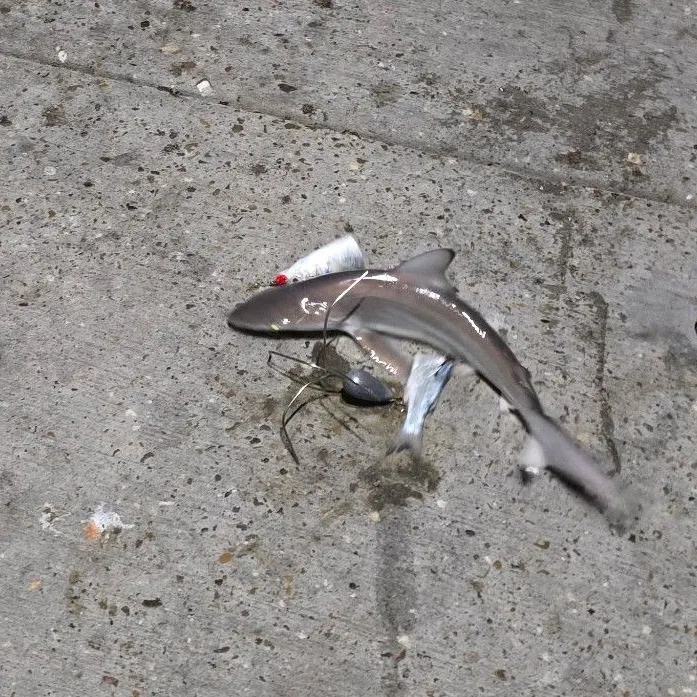 The most recent Spinner shark catches on Fishbrain