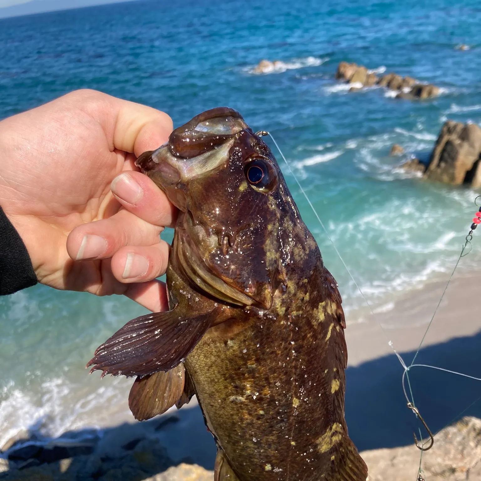 The most recent Brown rockfish catches on Fishbrain