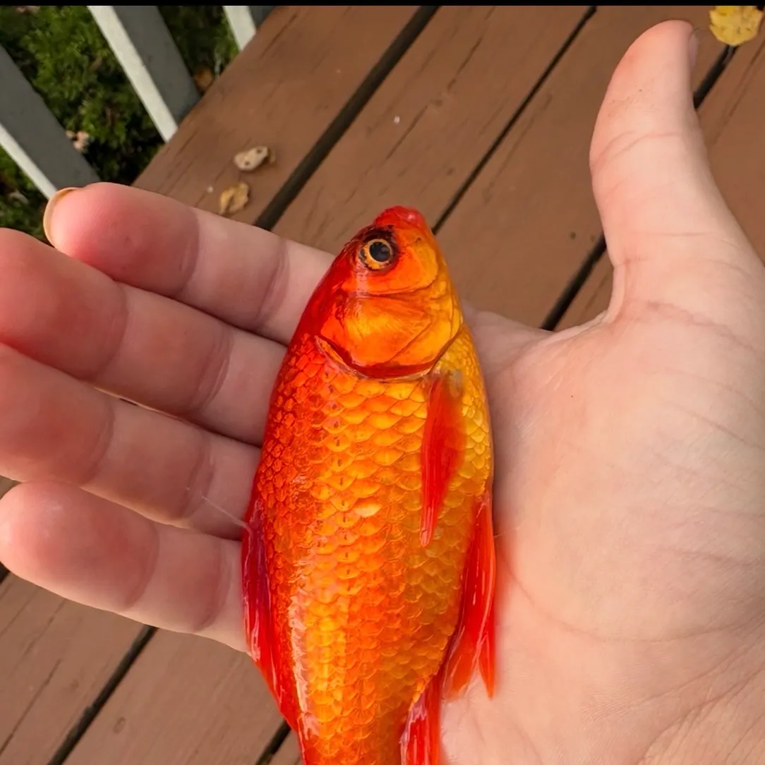 Goldfish caught on Fishbrain