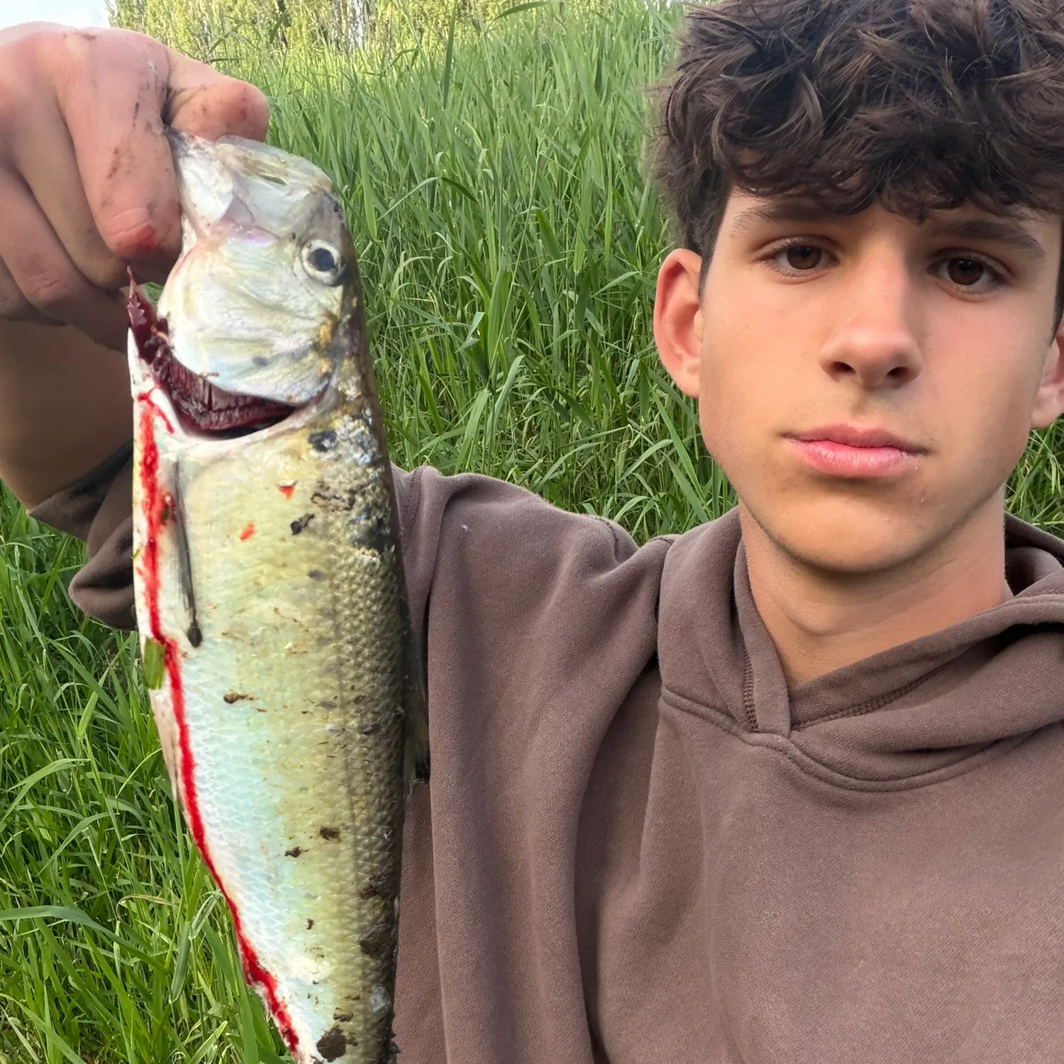 The most recent American shad catches on Fishbrain