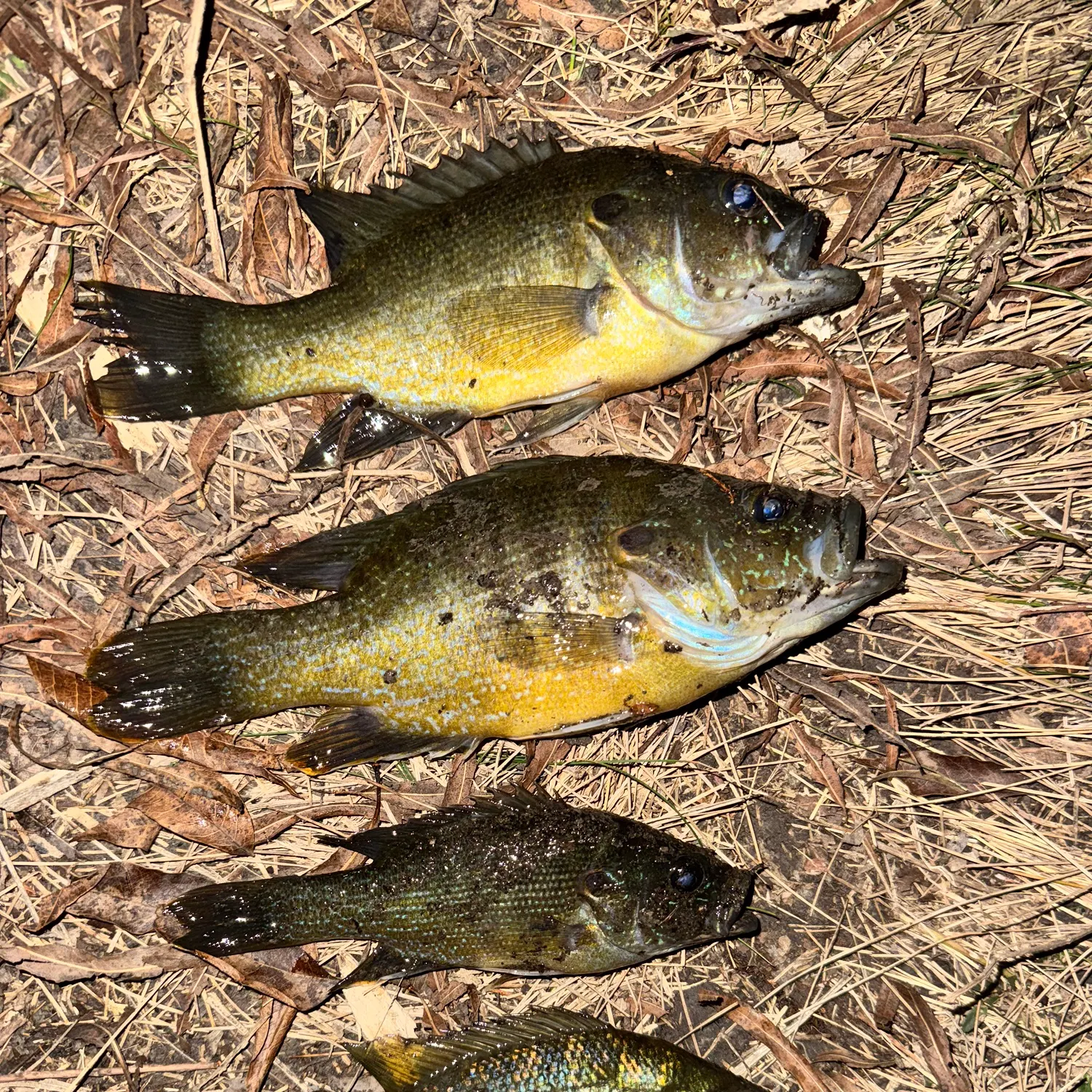 The most recent Green sunfish catches on Fishbrain