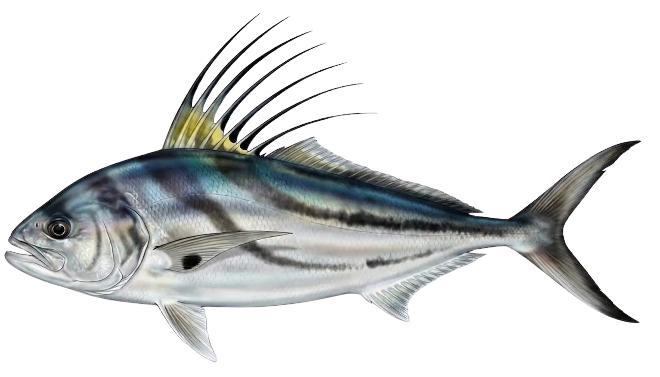 Roosterfish