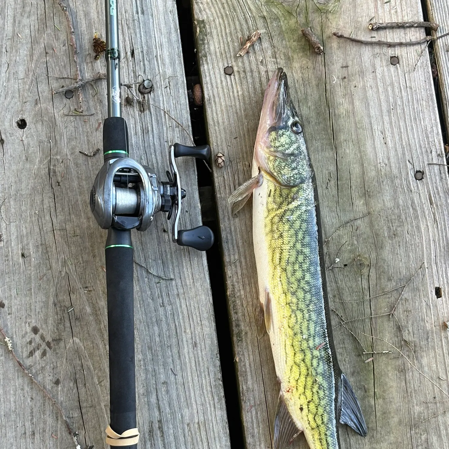 recently logged catches