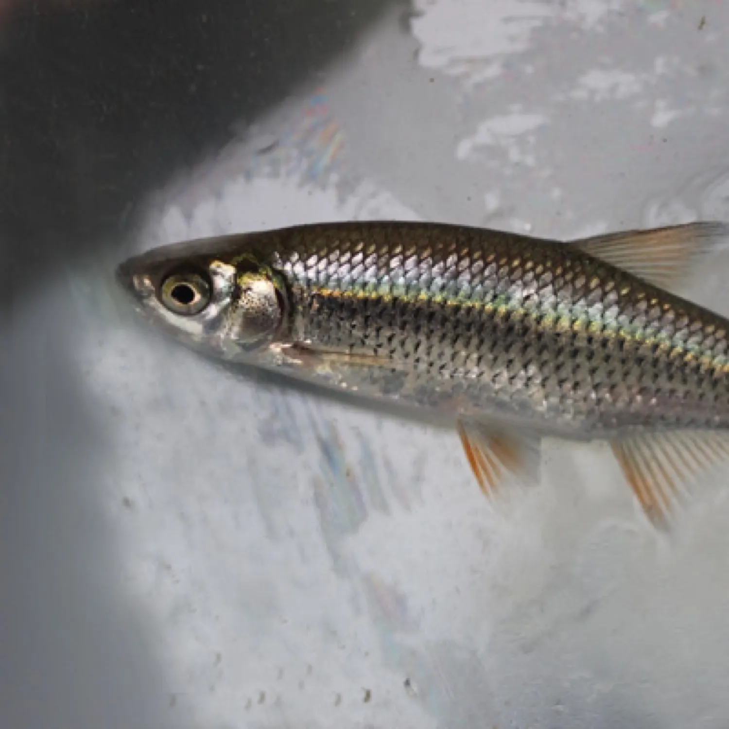 The most recent Common shiner catches on Fishbrain