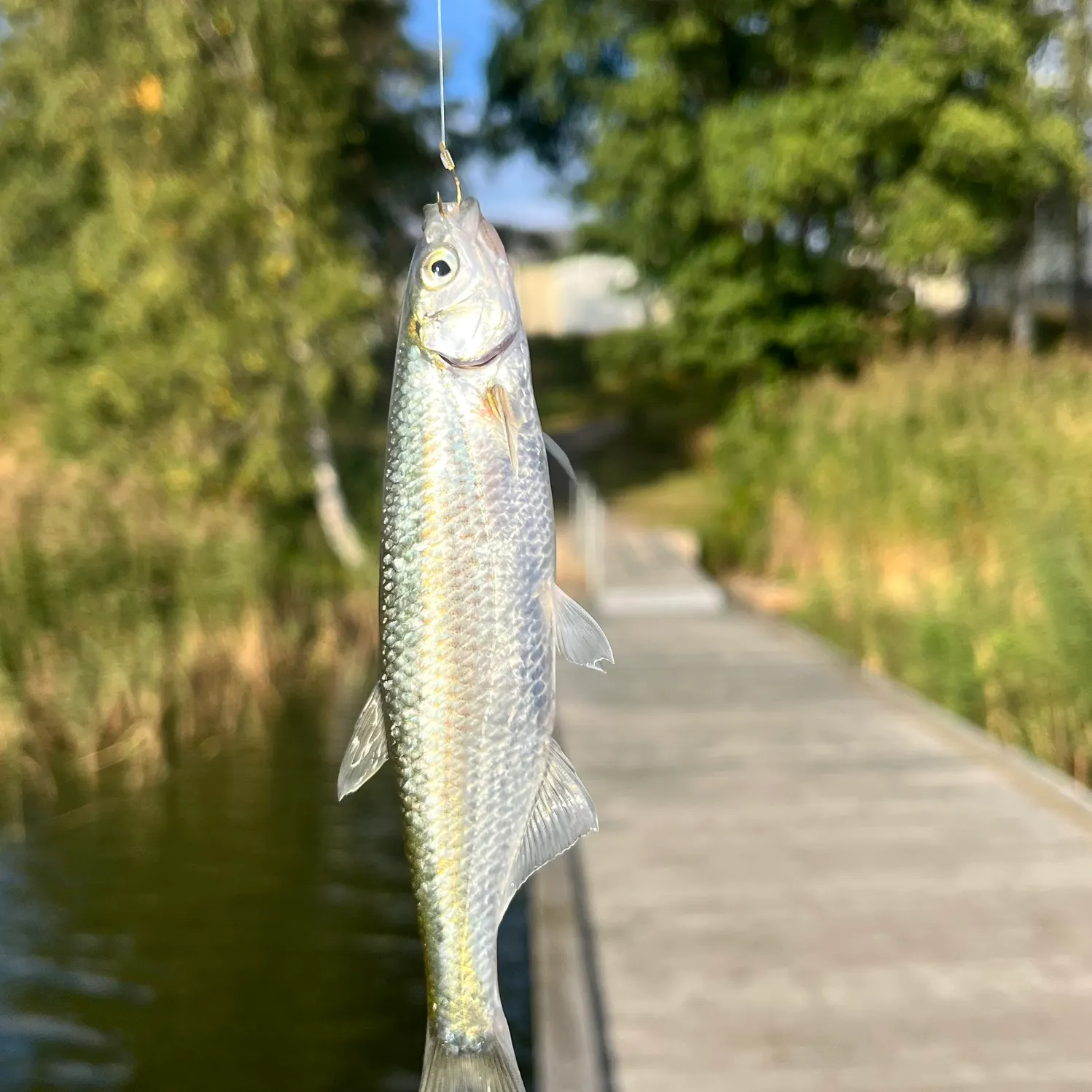 Common bleak caught on Fishbrain