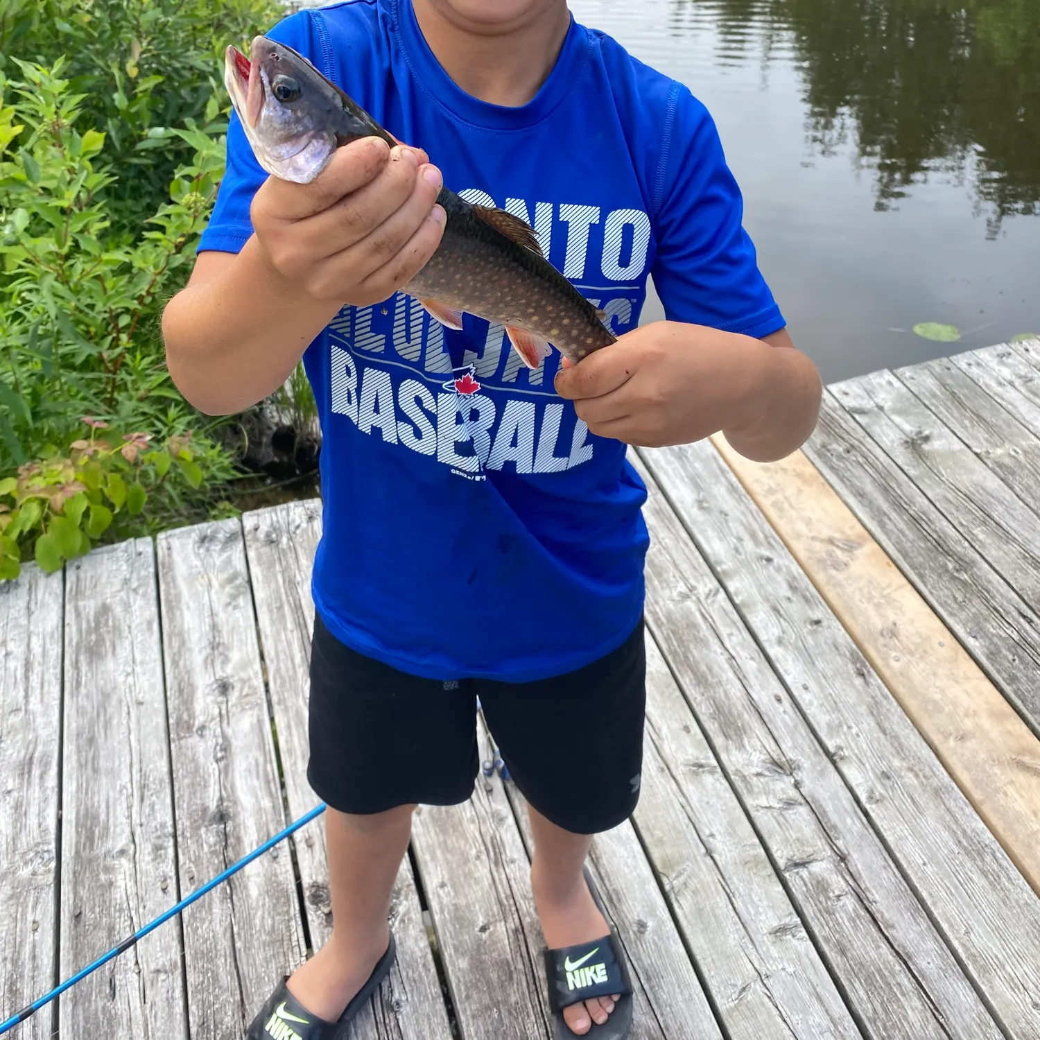 Brook trout caught on Fishbrain