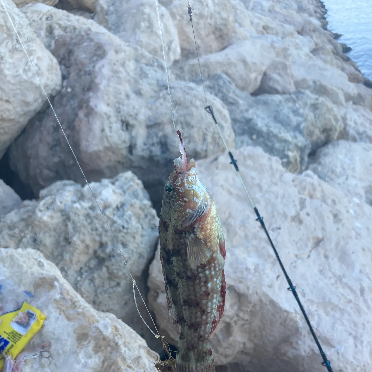 The most recent Malabar grouper catches on Fishbrain