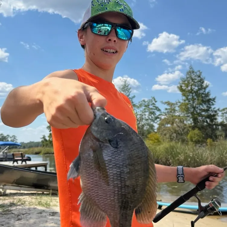 The most recent Bluegill catches on Fishbrain
