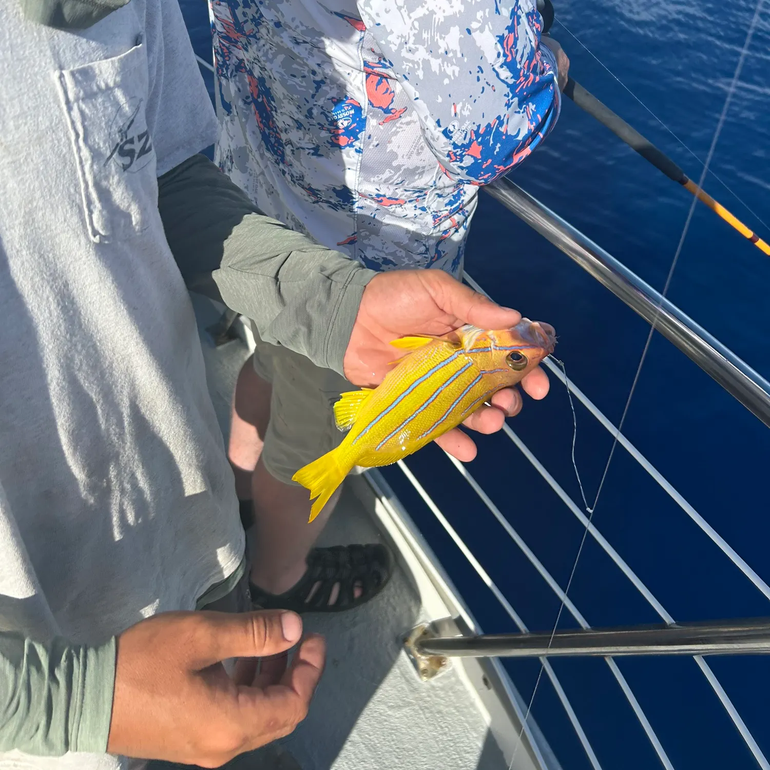 The most recent Common bluestripe snapper catches on Fishbrain