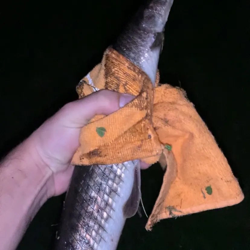 Florida gar caught on Fishbrain