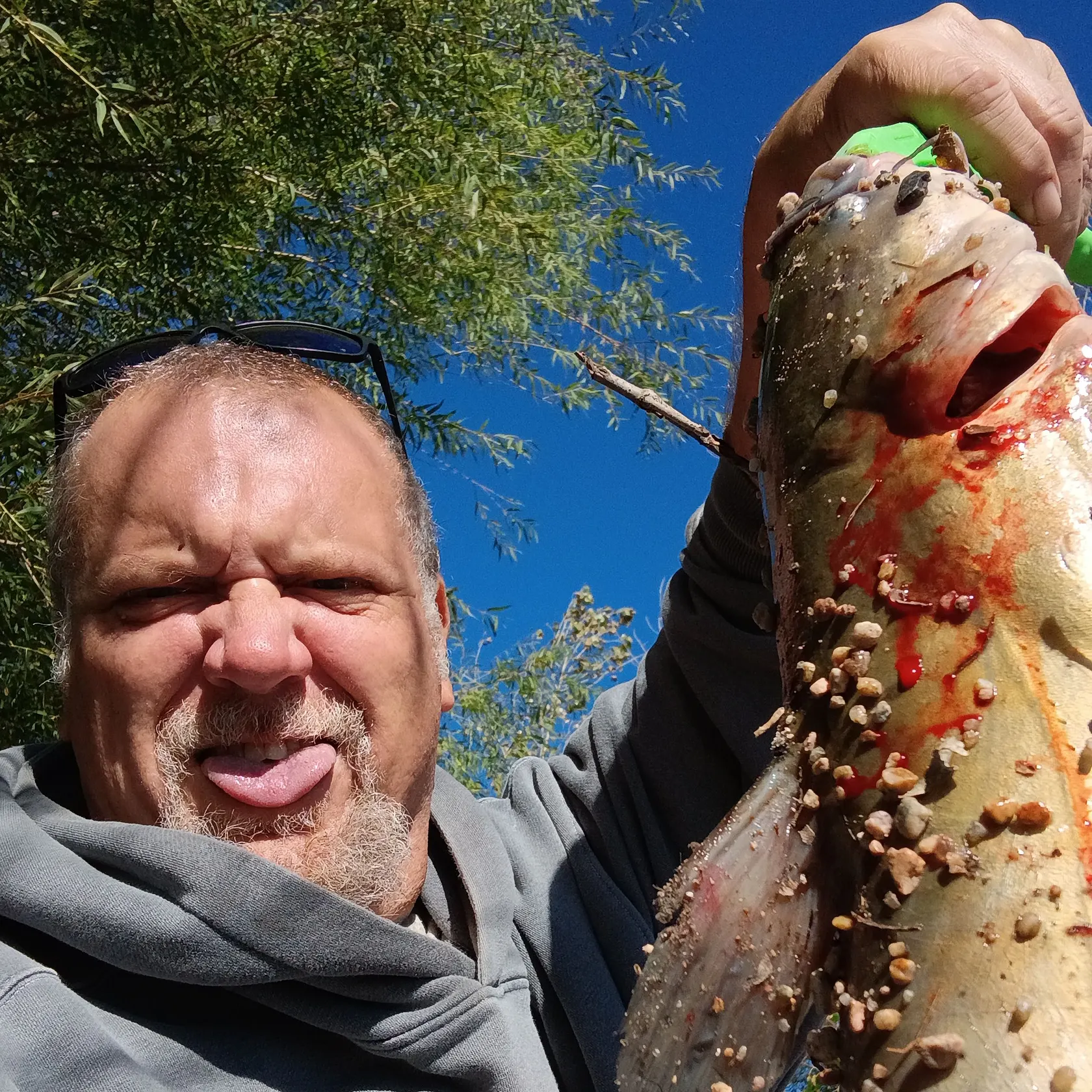 Channel catfish caught on Fishbrain
