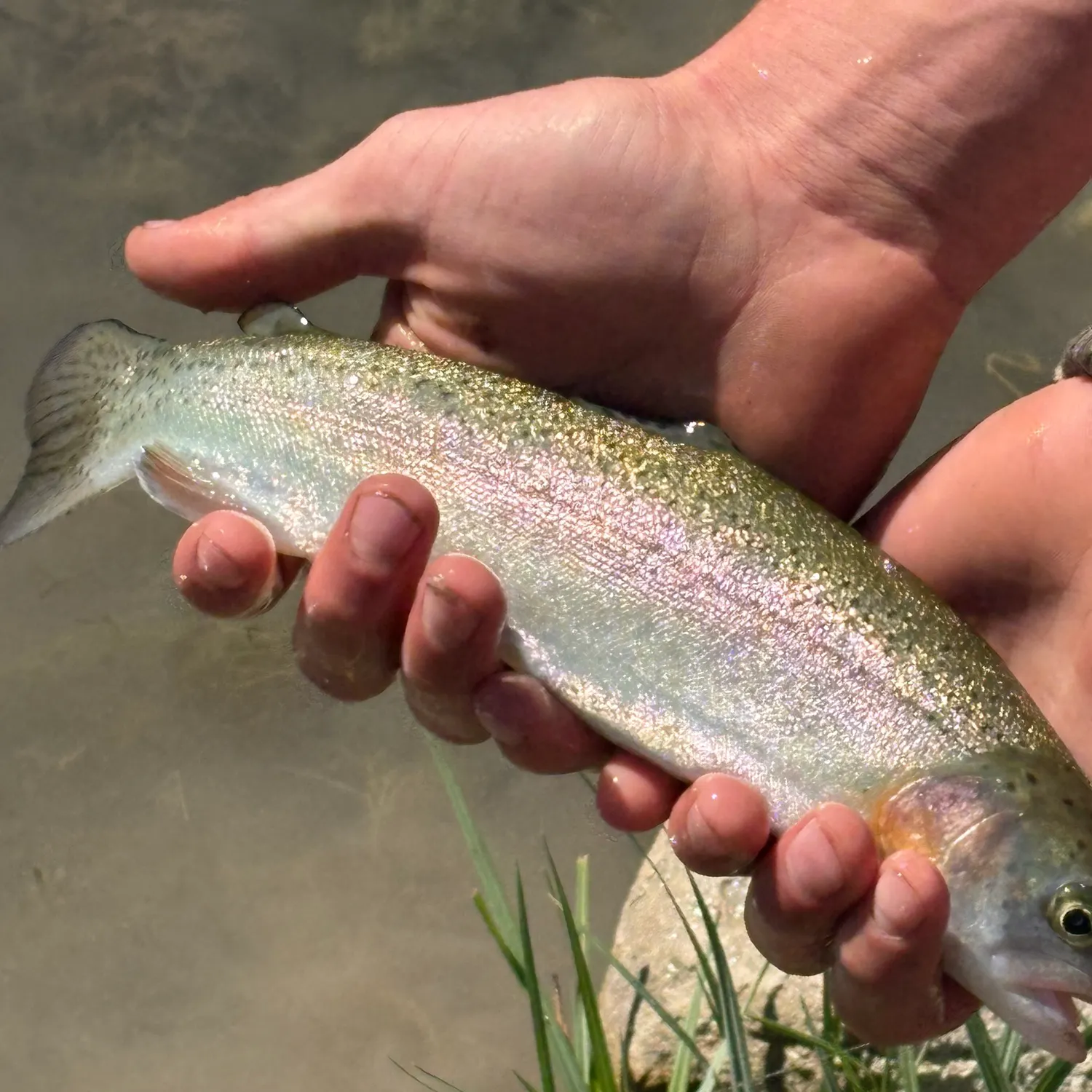 Rainbow trout caught on Fishbrain
