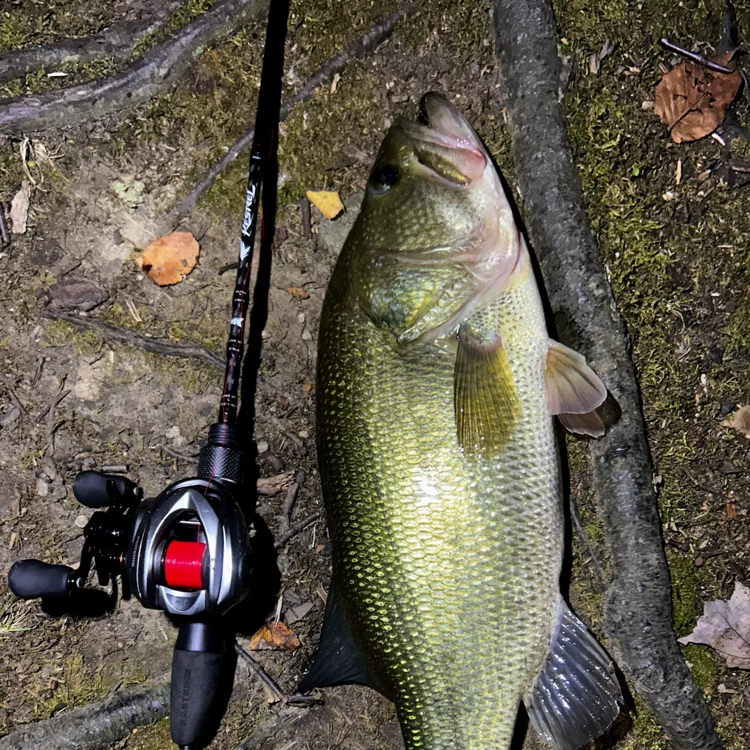 Largemouth bass caught on Fishbrain