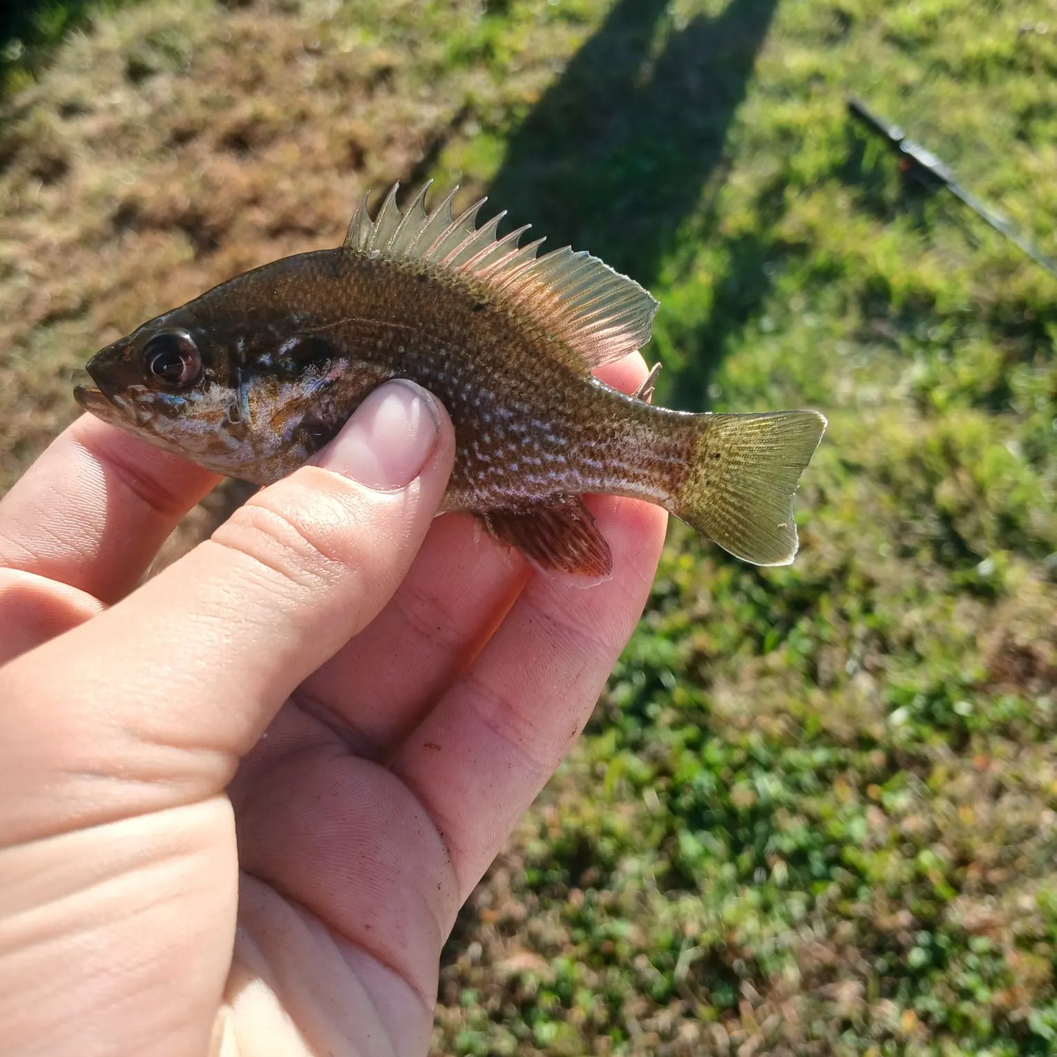 Bluegill caught on Fishbrain