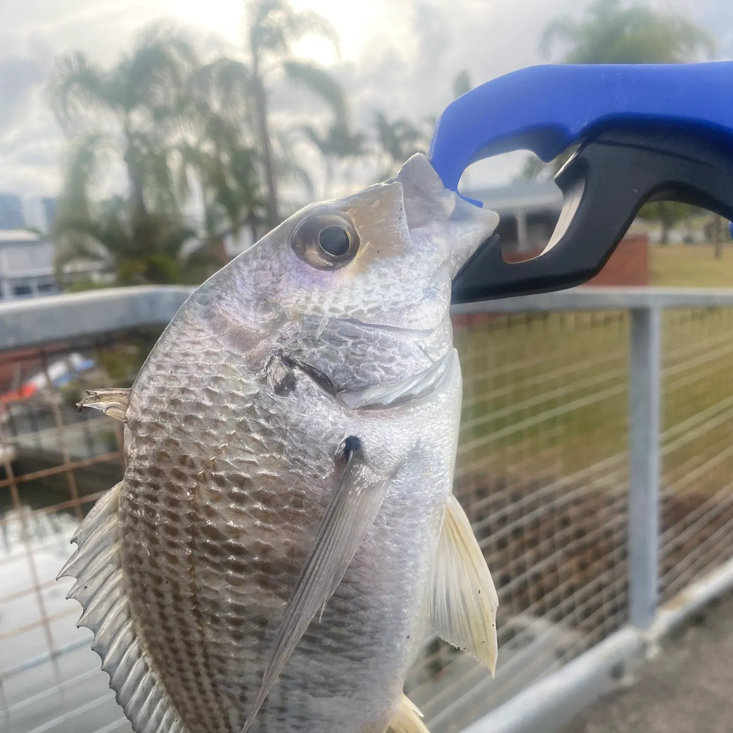 The most recent Surf bream catches on Fishbrain