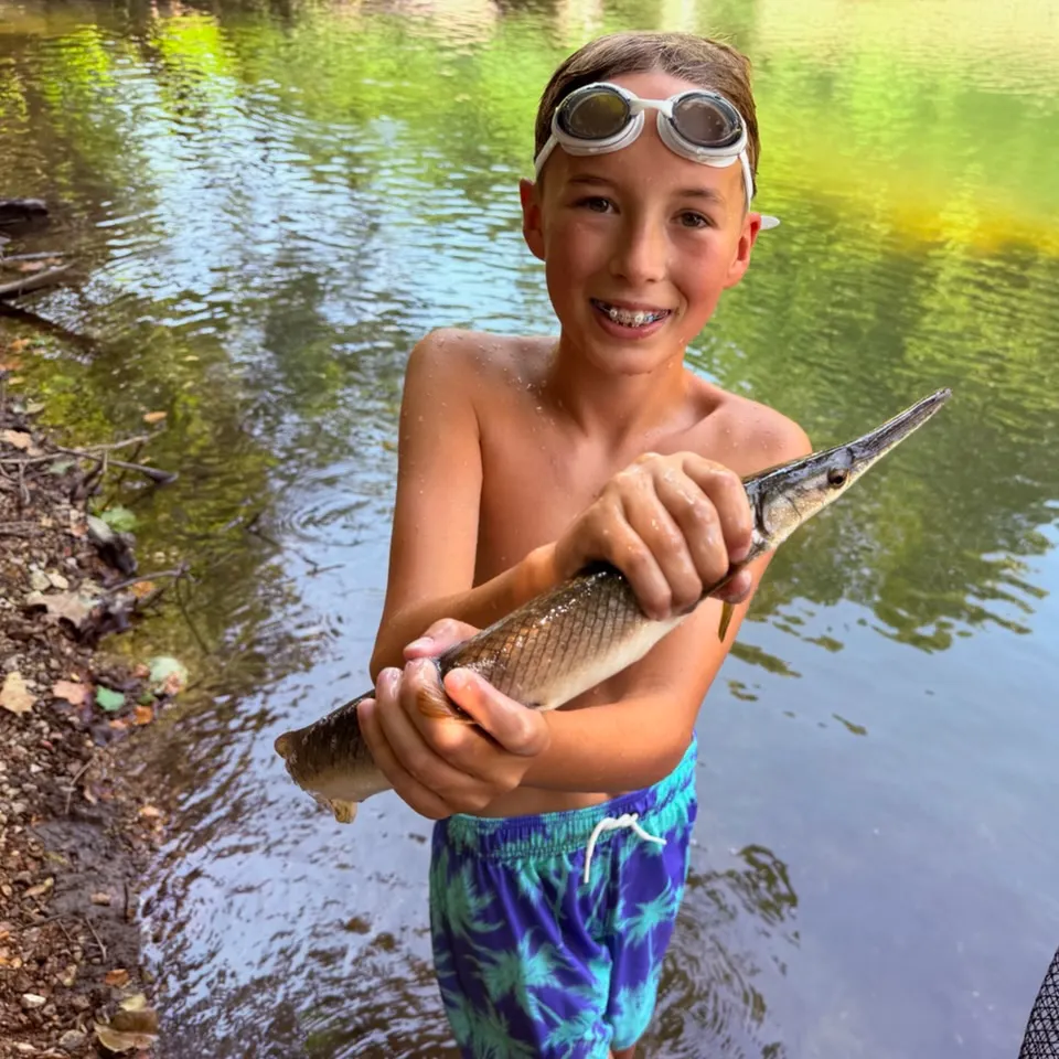 The most recent Shortnose gar catches on Fishbrain