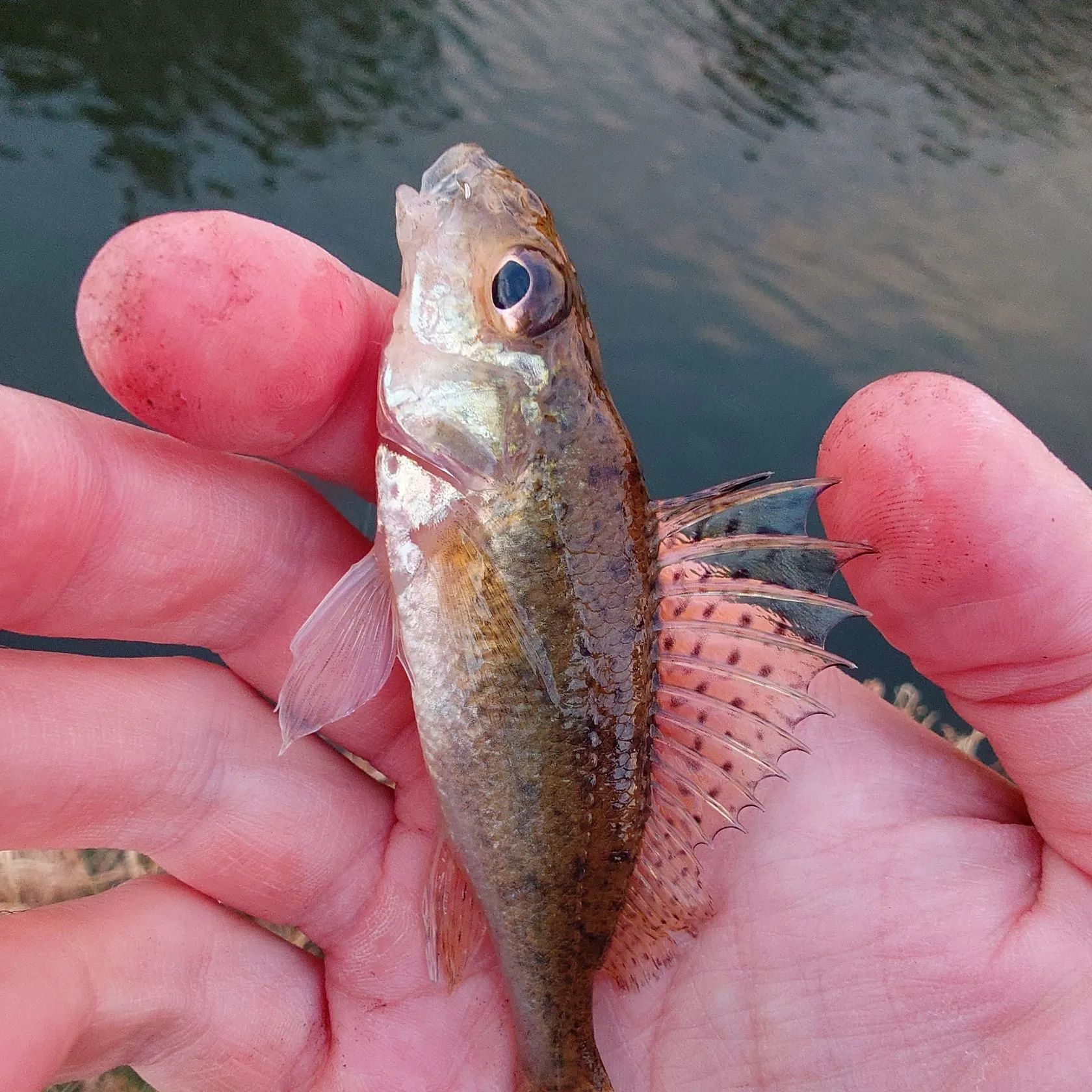 The most recent Eurasian ruffe catches on Fishbrain