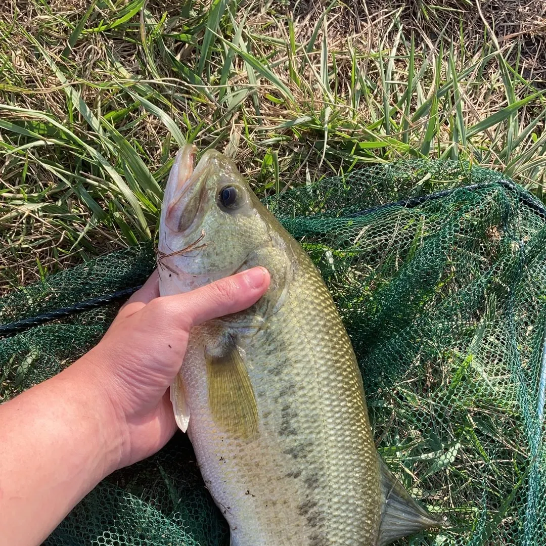 The most recent Largemouth bass catches on Fishbrain