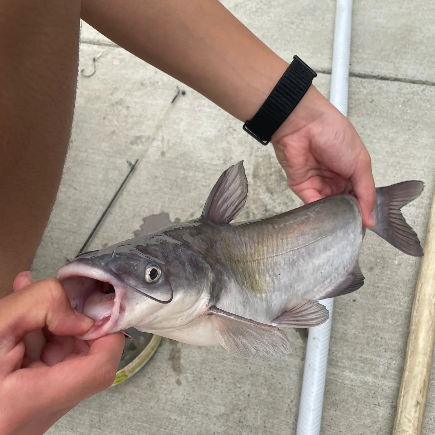 Channel catfish caught on Fishbrain