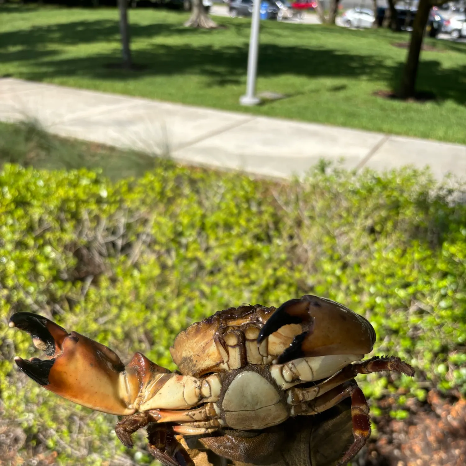 The most recent Florida stone crab catches on Fishbrain